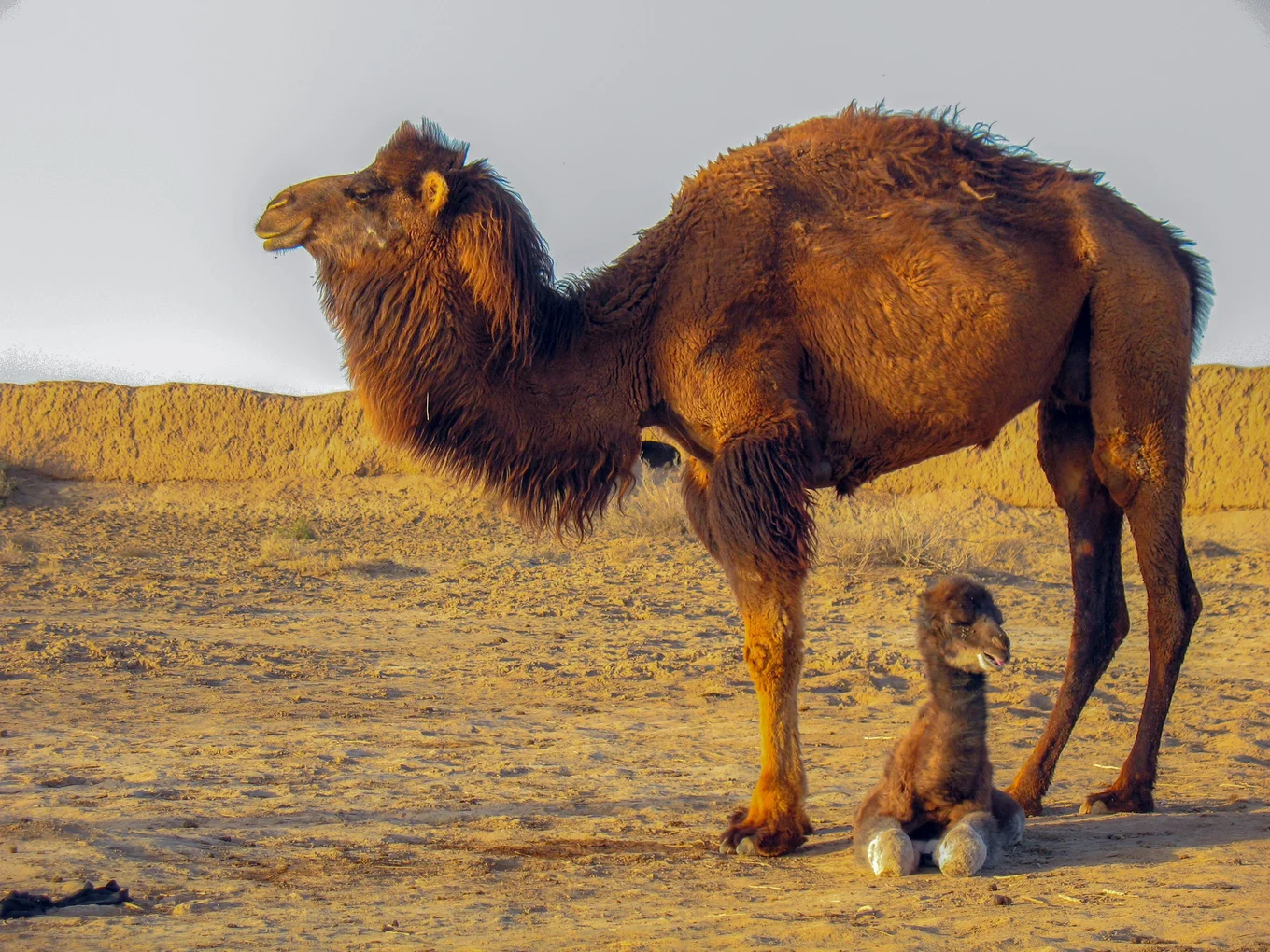 A camel standing and a camel calf sitting on sand.