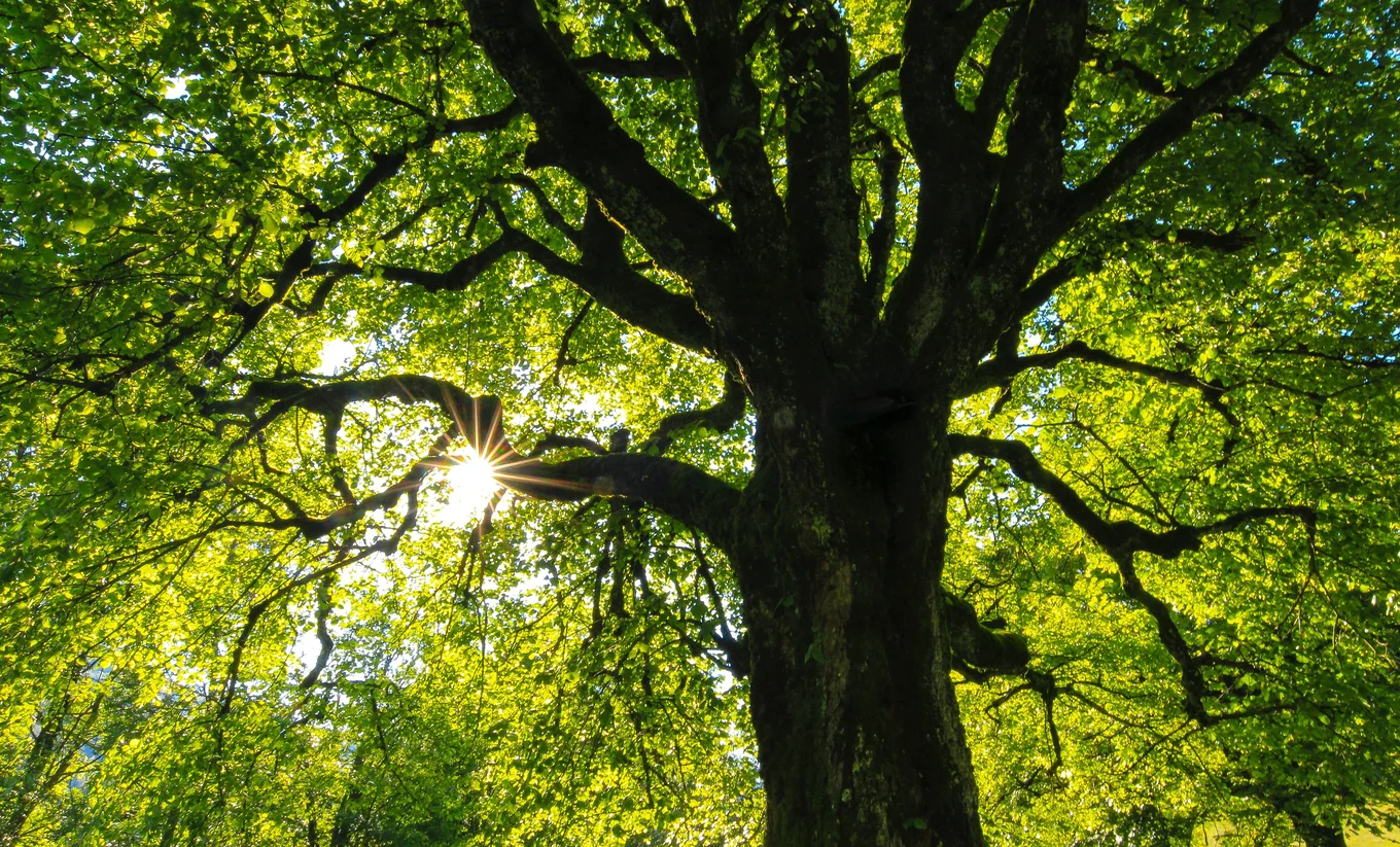 Tree with sunlight peeking through green leaves.